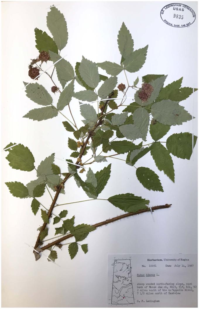 Image of a raspberry plant placement from the University of Regina’s George F. Ledingham Herbarium
