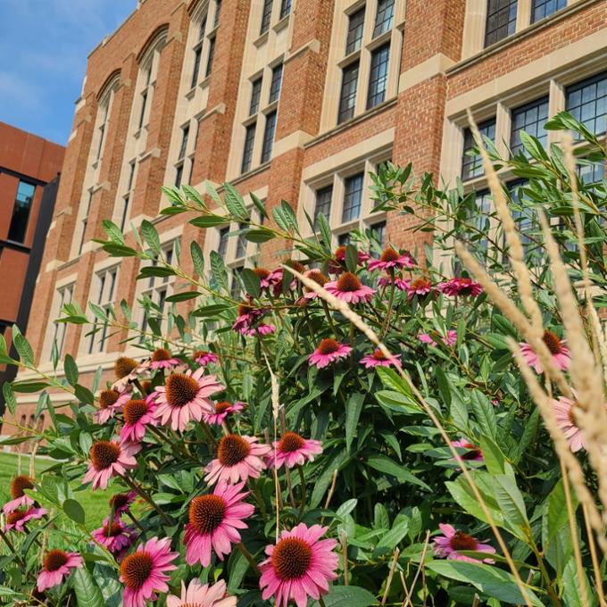 Pink flowers and building