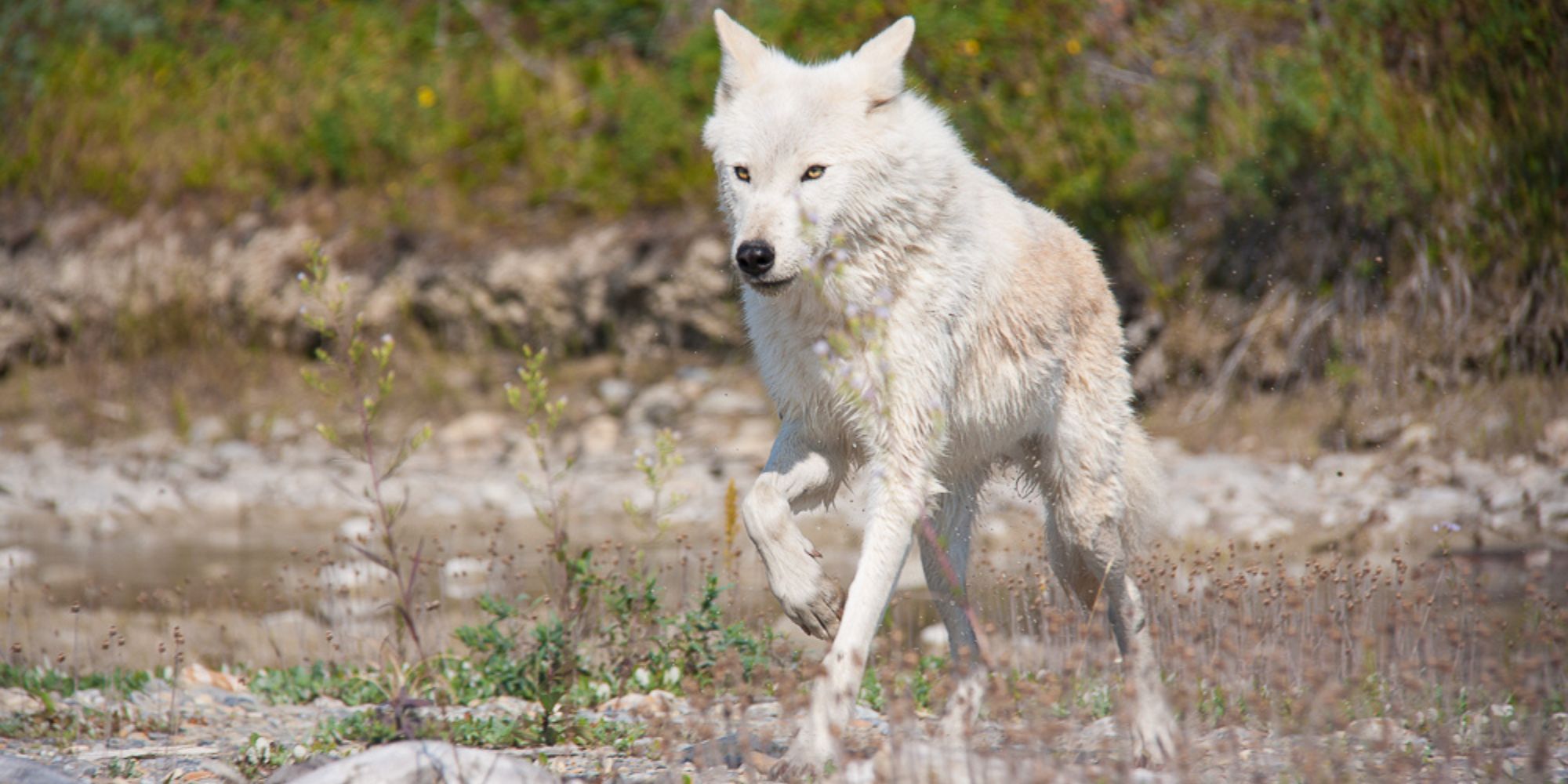 Wolf
