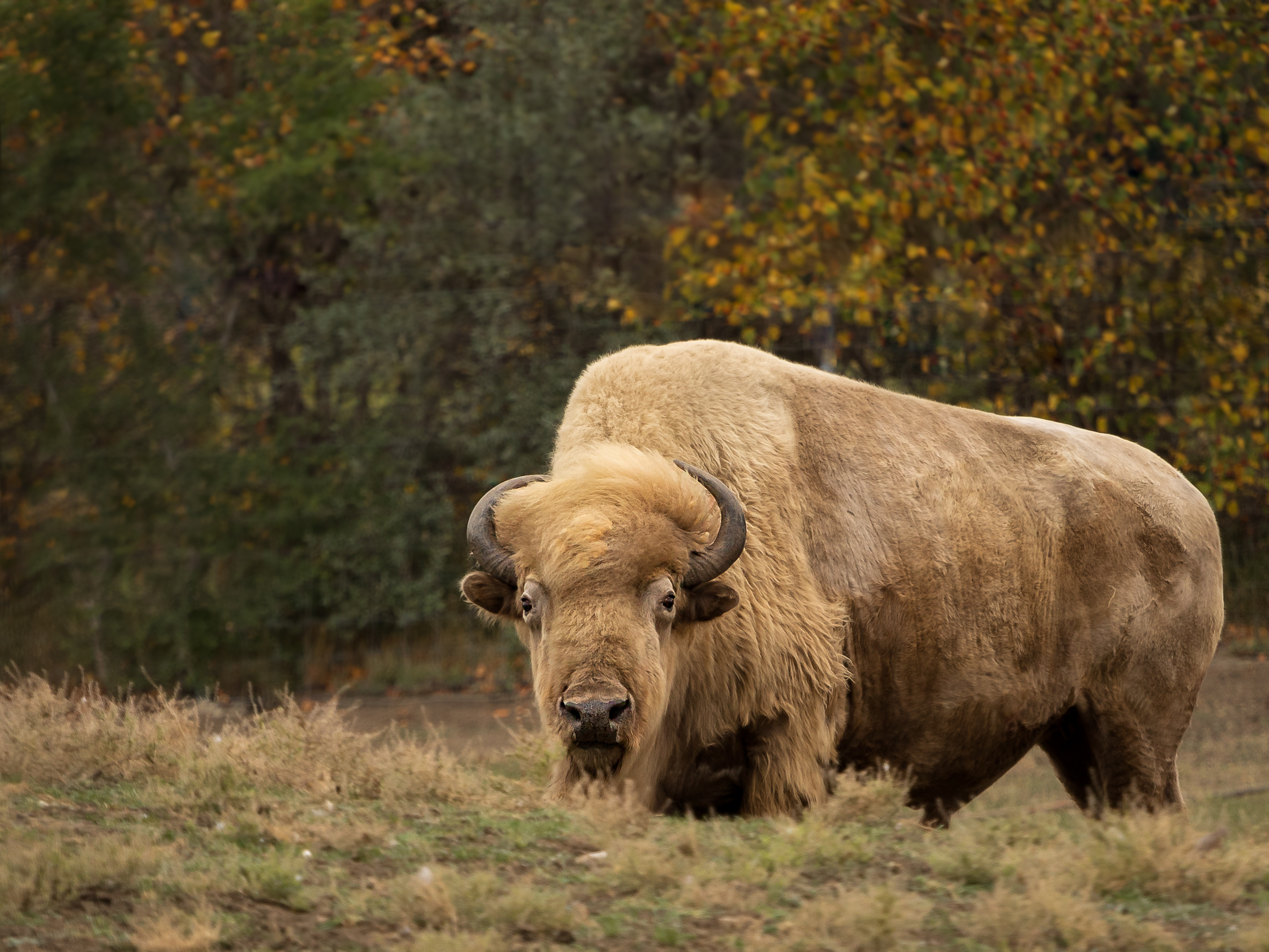 buffalo