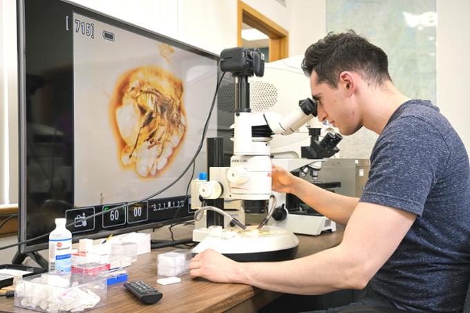 A student looks through a microscope