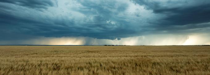 A field of wheat with a dark, cloudy sky