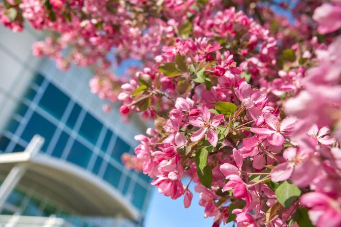 pretty pink flowers