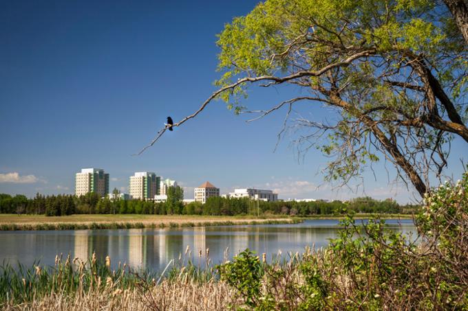 Campus from afar with bird in tree