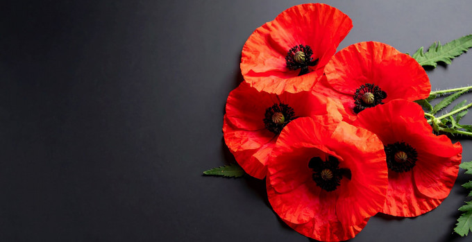 red poppies on a table