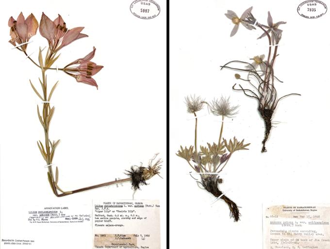 Herbarium Samples
