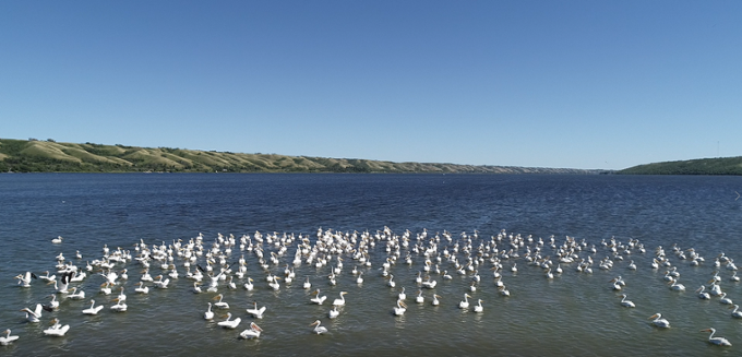 Pelican Drone Shot