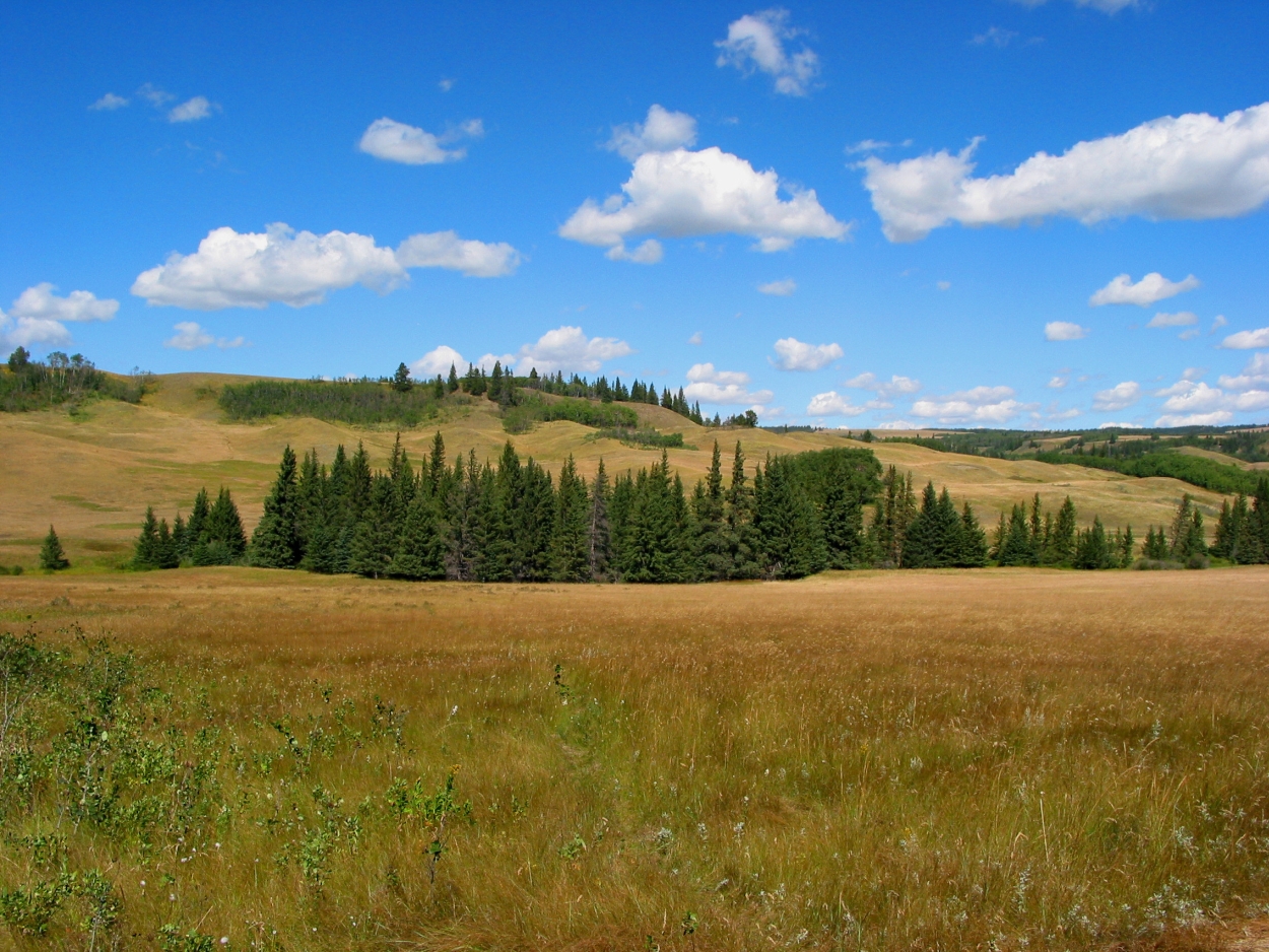 A view of Cypress Hills. 