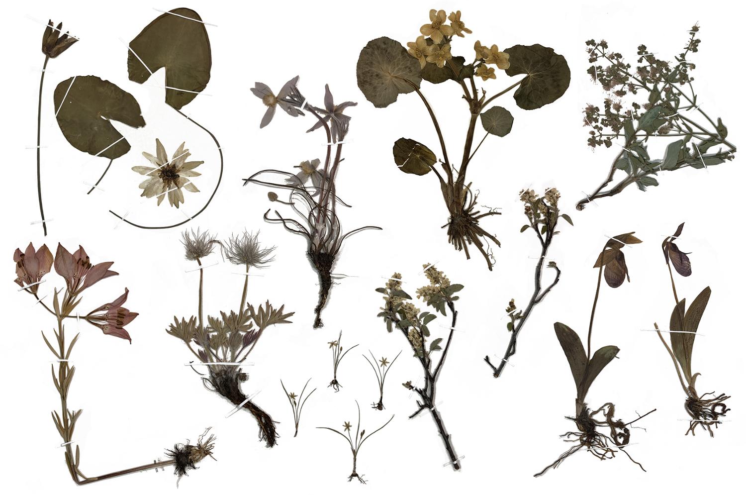 A collage of dried and pressed plant specimens. 