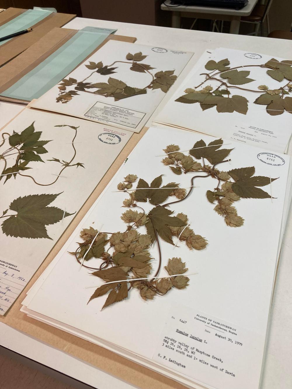 Common hop plant specimens mounted on herbarium sheets.