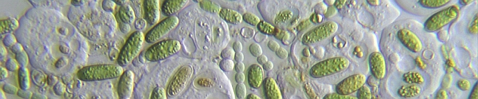 Amoebae and cyanobacteria