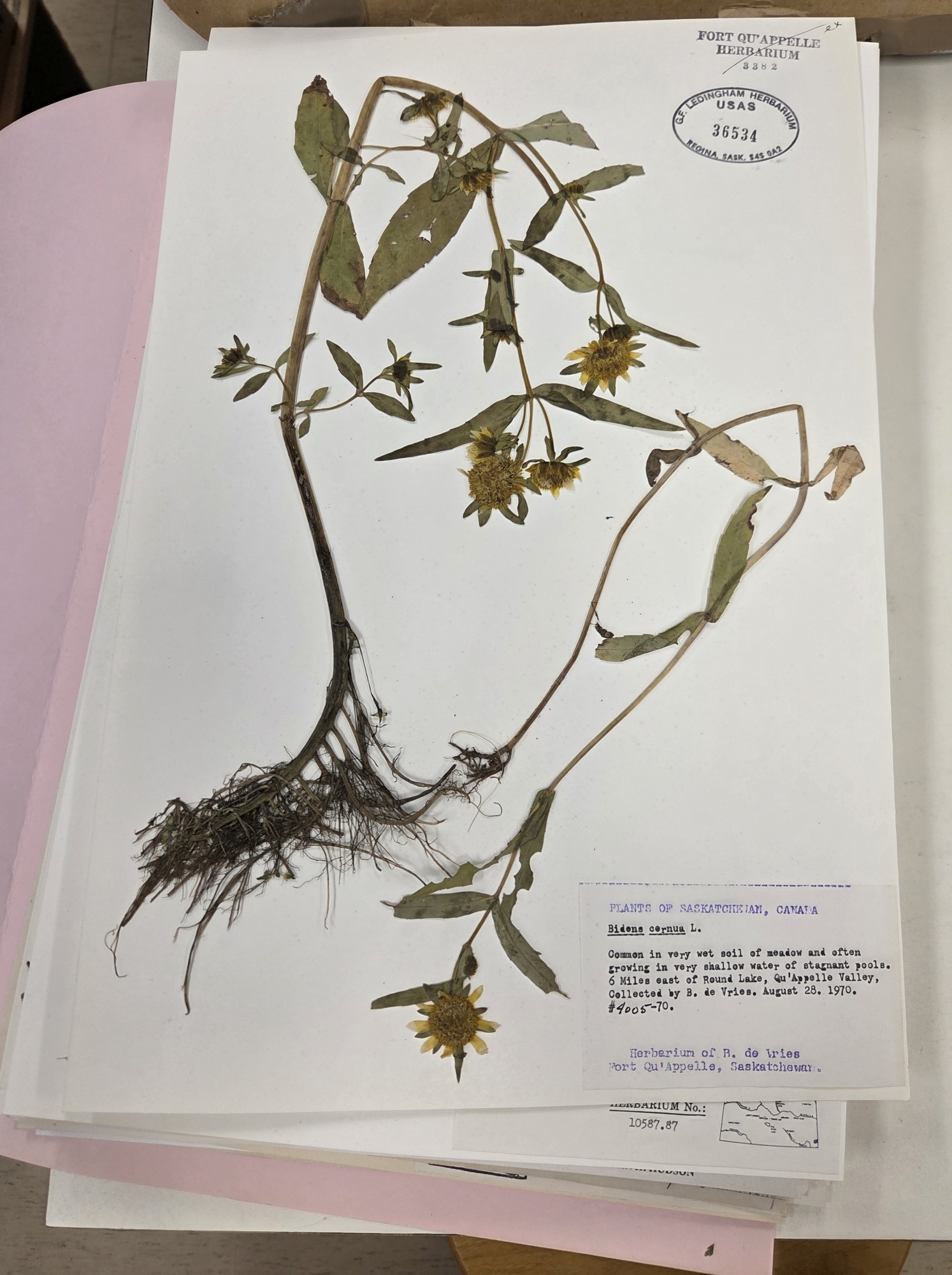 Bidens cernua - nodding beggarticks