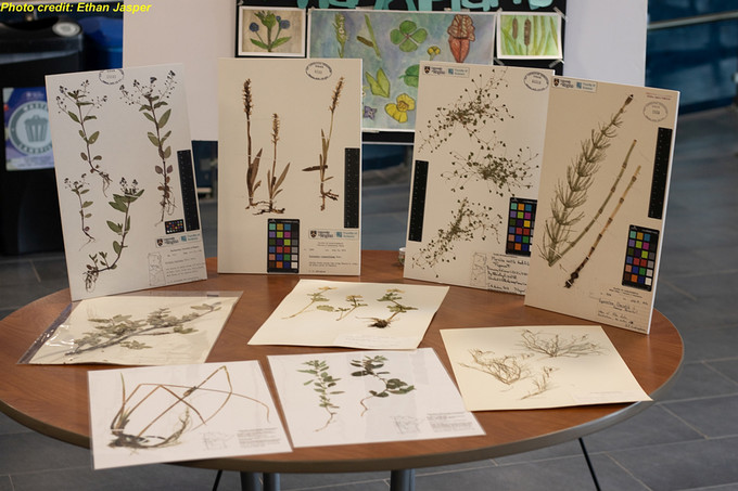 Herbarium plants