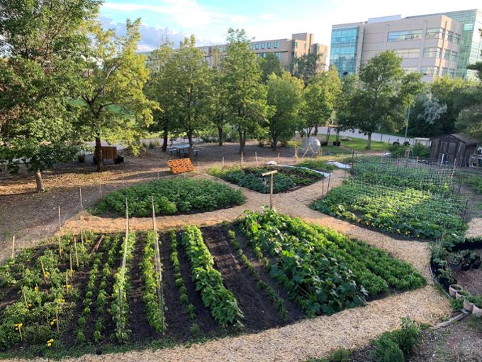 A garden on campus in the academic green