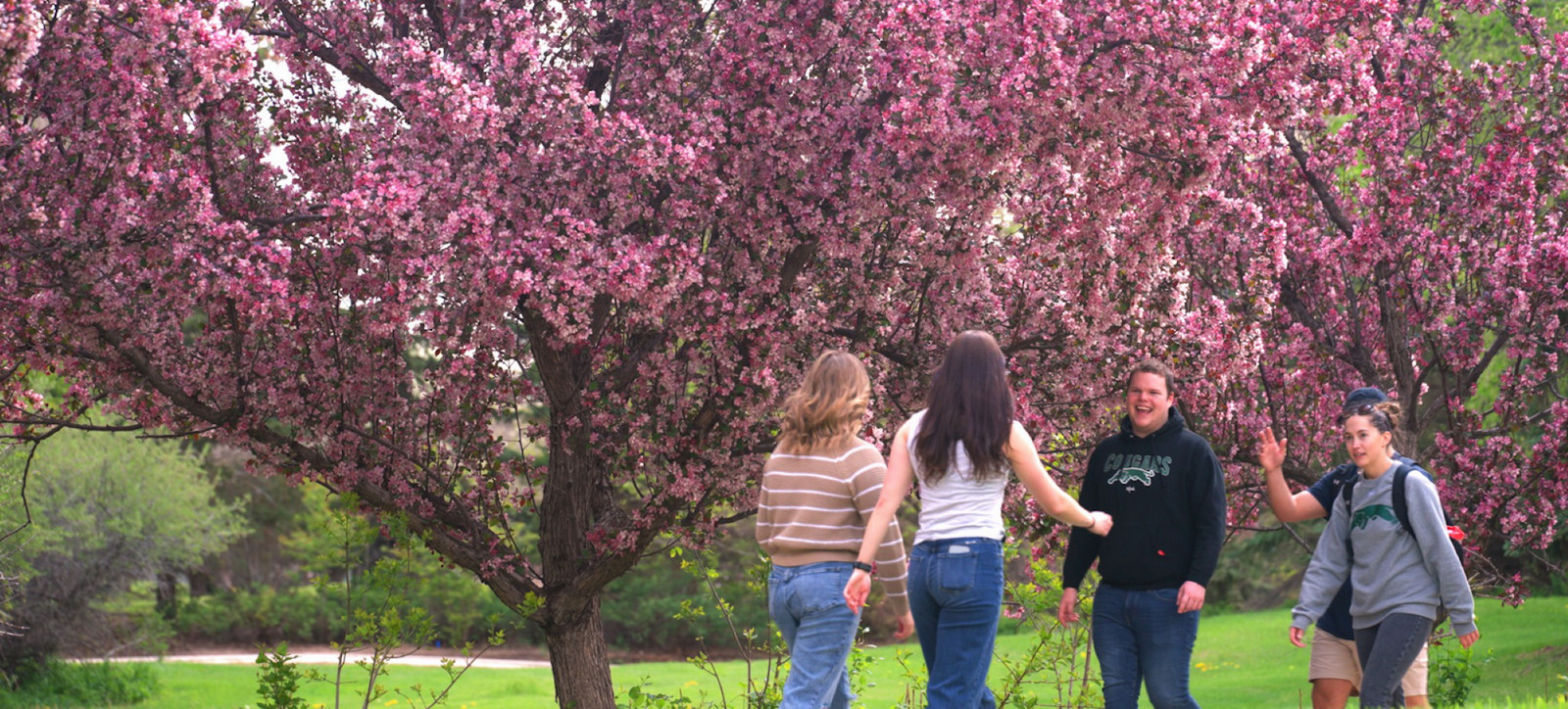 students walking pas a flowering pink tree