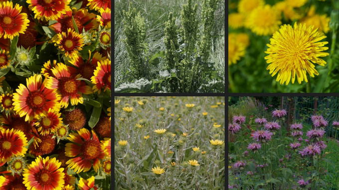a colourful collage of different kinds of plants and flowers