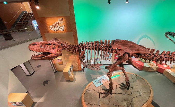 a dinosaur skeleton in a museum