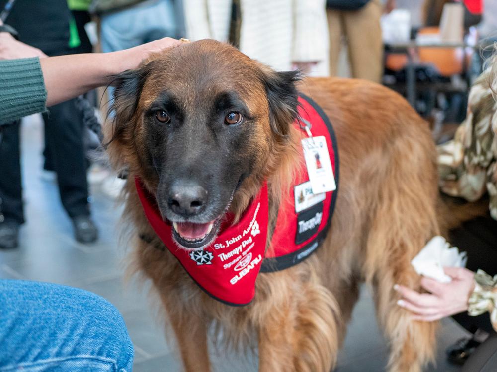 A dog is being petted by a student.