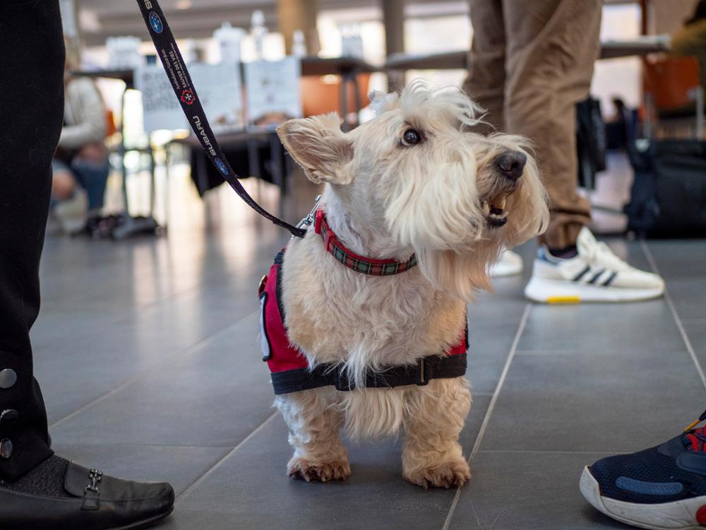 A small, older dog wearing a little bib.