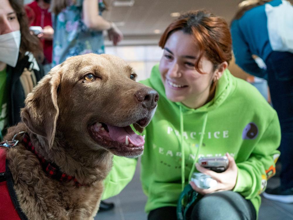 A student enjoys petting a therapy dog on campus.