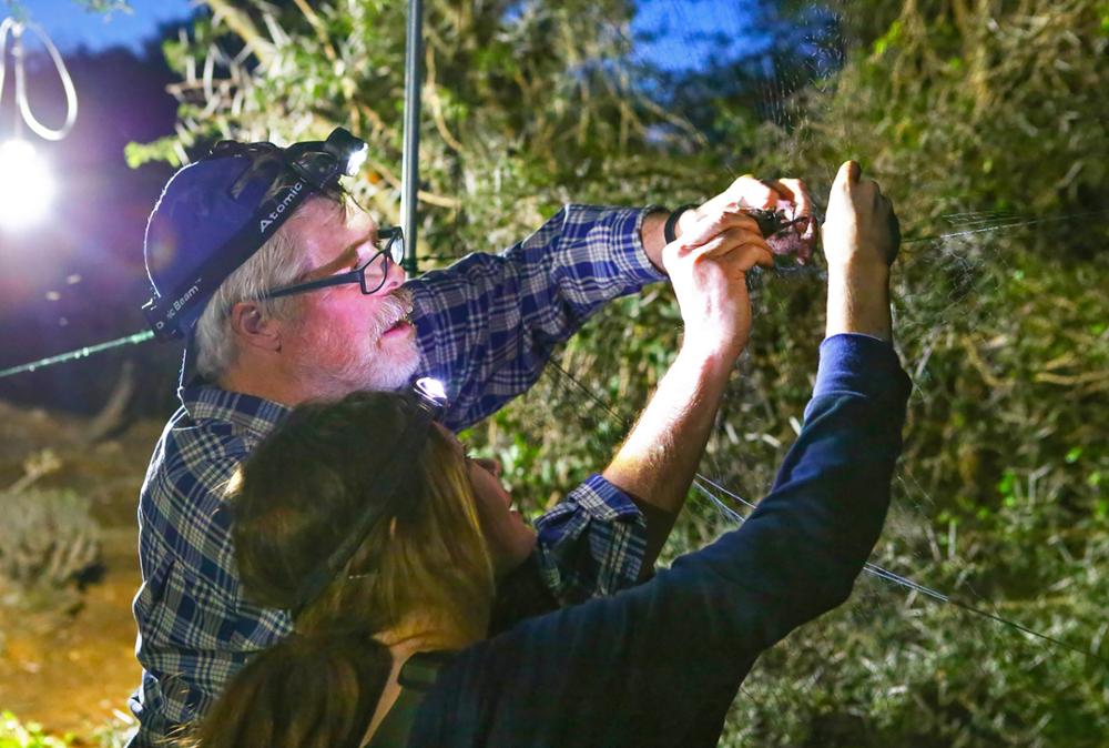 Mark Brigham and student extracting a bat from a pond net.