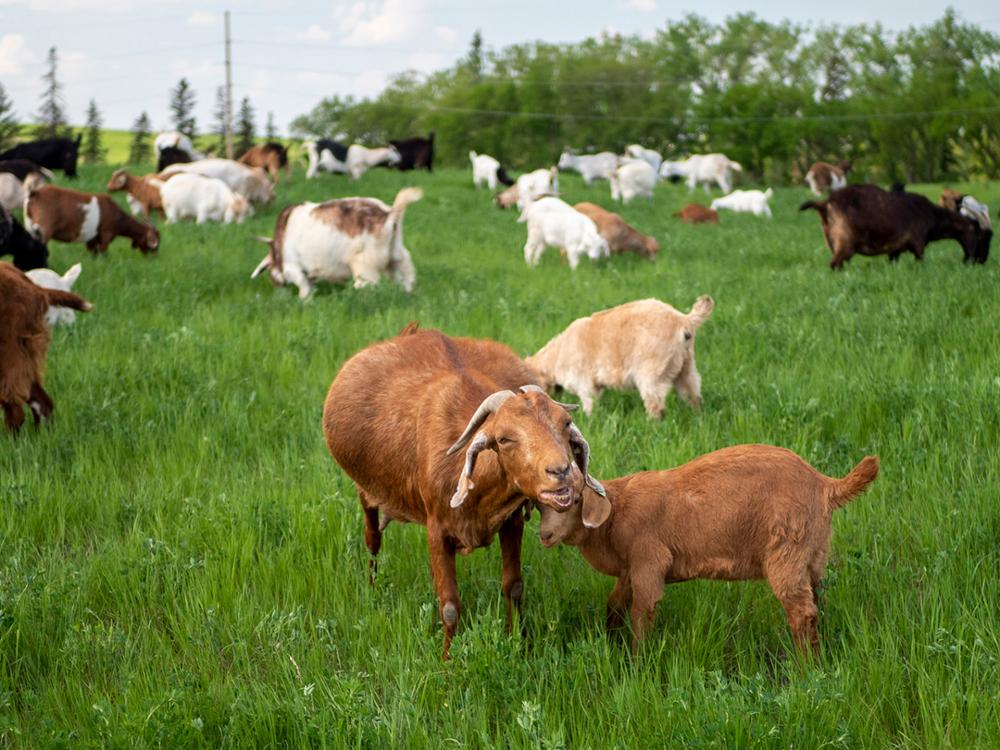 Goats eating grass in the park