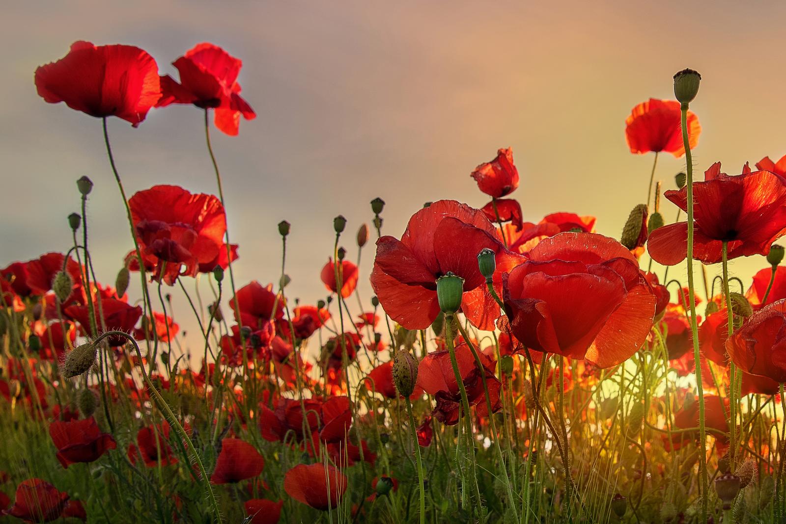 A red poppy