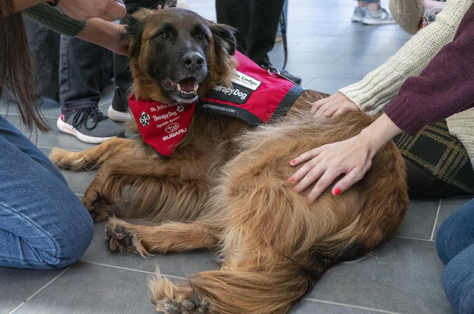 A therapy dog being pet by individuals.