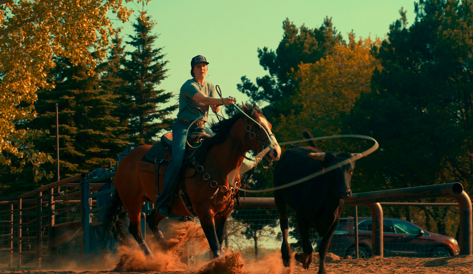 Woman on a horse roping a calf in an outdoor arena. 