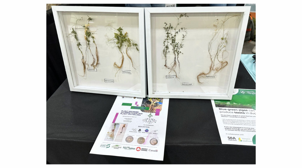 Pea and lentil plant samples affected by the root rot complex in a display from Dr. Chris Yost’s lab at Agribition