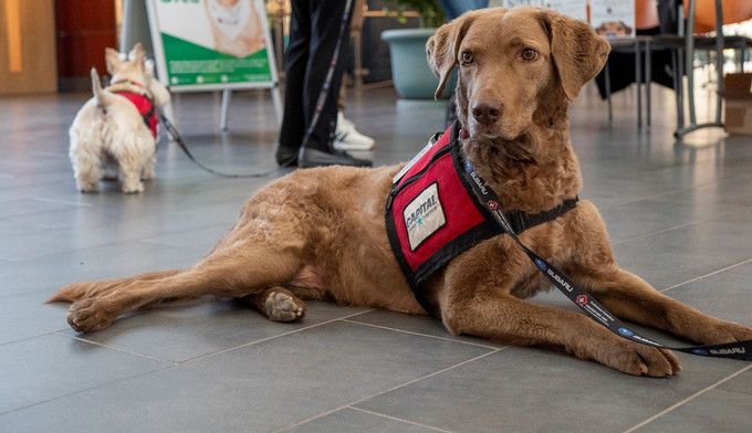 A brown St. John Ambulance therapy dog wearing a red vest lies calmly on a tiled campus floor, with people and another small dog visible in the background.