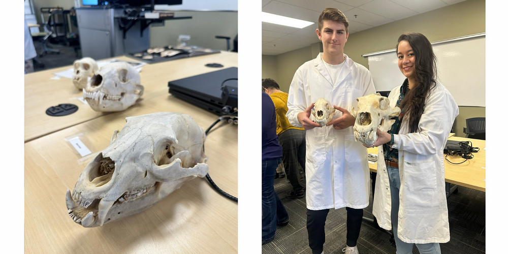 Two biology students wearing lab coats stand indoors, each holding a skull. The student on the left holds a smaller black bear skull, while the student on the right holds a larger polar bear skull.