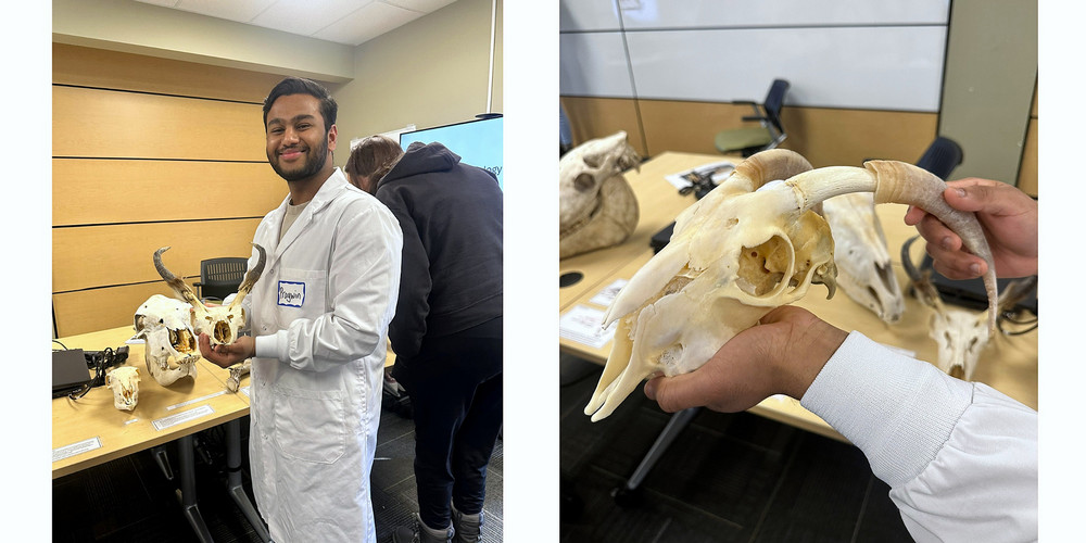 A biology student wearing a lab coat holds a pronghorn skull with curved horns while speaking to visitors during the Skull Tour.