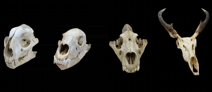 four assorted animal skulls