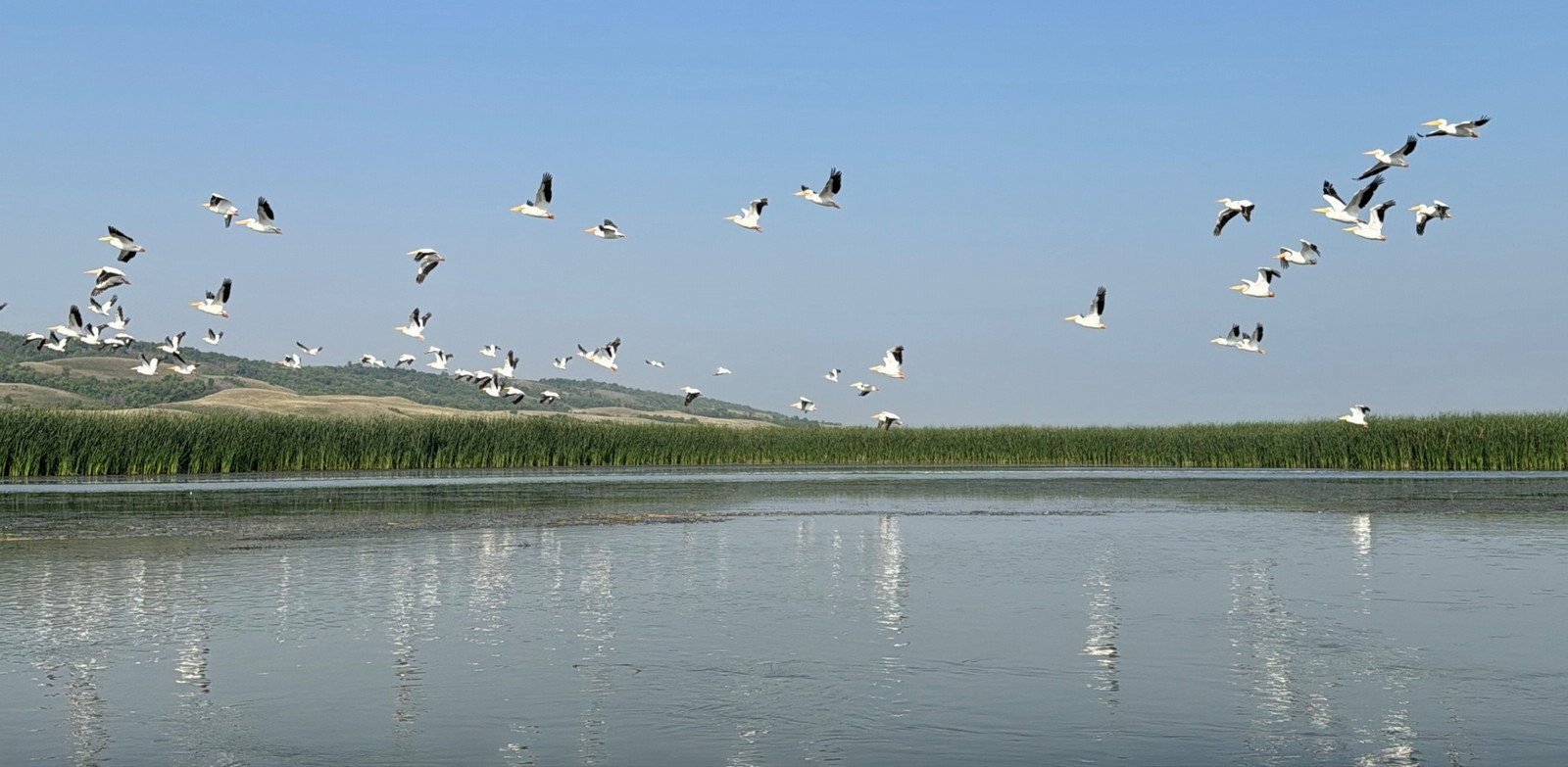 A group of birds flying low over a calm prairie wetland in Saskatchewan, with reeds along the shoreline and open blue sky above
