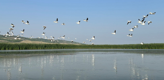 A group of birds flying low over a calm prairie wetland in Saskatchewan, with reeds along the shoreline and open blue sky above