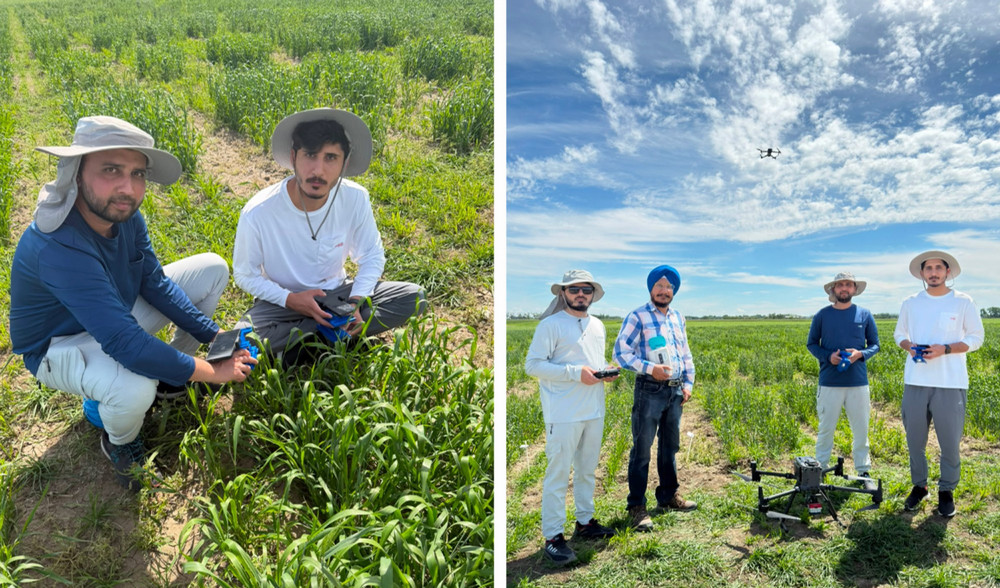 A side-by-side split image. On the left, engineering students crouch in a green wheat field holding a tablet and remote controller. On the right, researchers stand in a field with a large drone on the ground and a smaller drone hovering above them.
