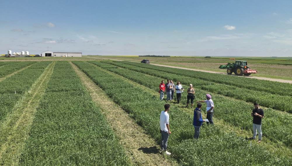 An elevated view of nine people interacting and walking through rows of green wheat in a vast agricultural field. A red tractor operates in the distant background under a blue sky.
