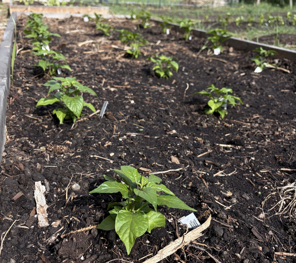 Plants sprouting from soil.