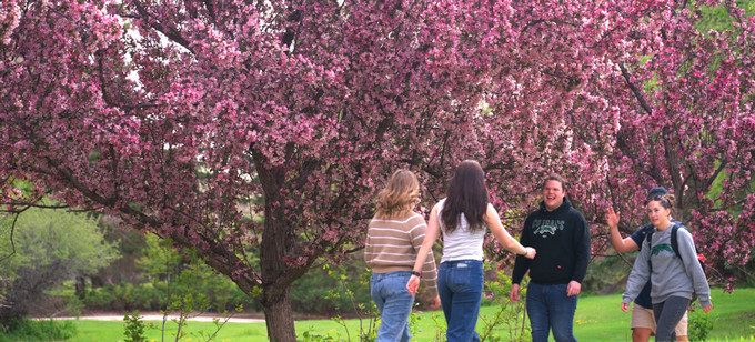 students standing near a flowering pink tree