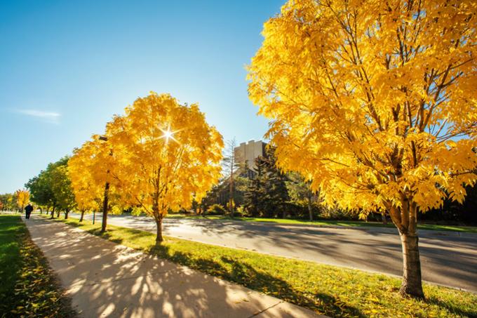 Trees with yellow leaves on campus