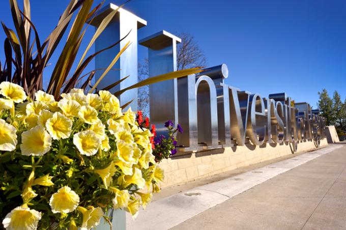 Yellow flowers in front of a University of Regina sign