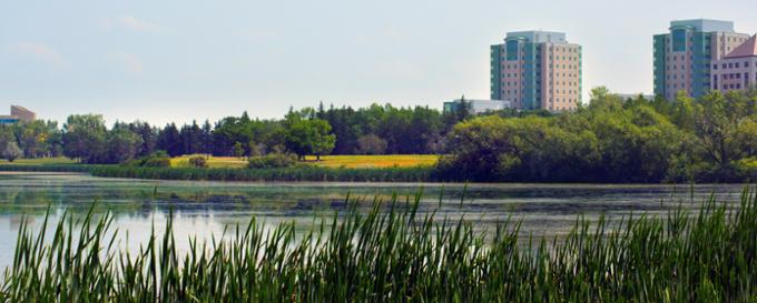 Wascana lake grasses