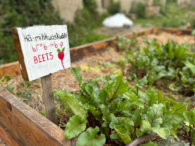 Garden beets and a sign in Cee