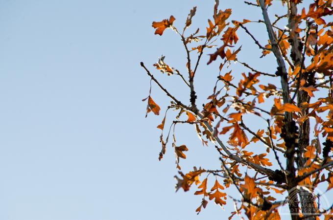 Red coloured leaves and tree branches against the sky