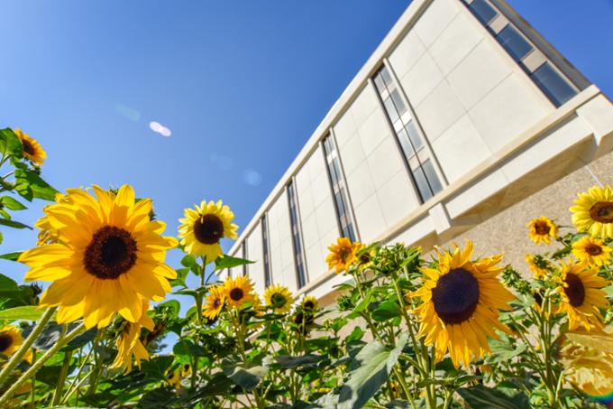 Sunflowers on campus