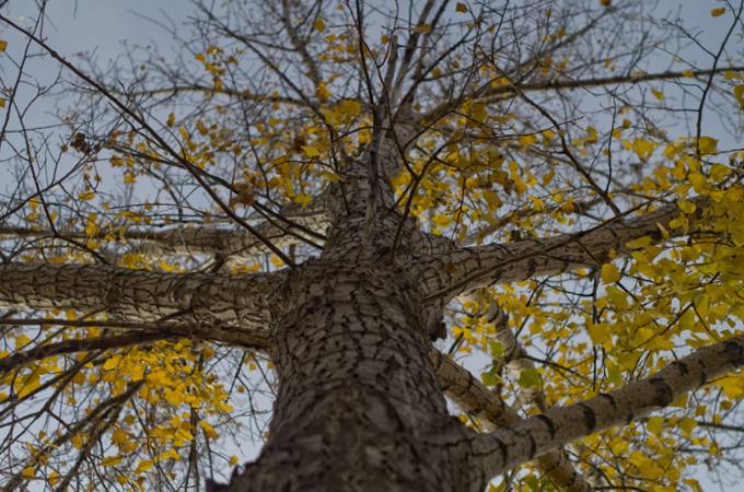 Tree trunk and brances