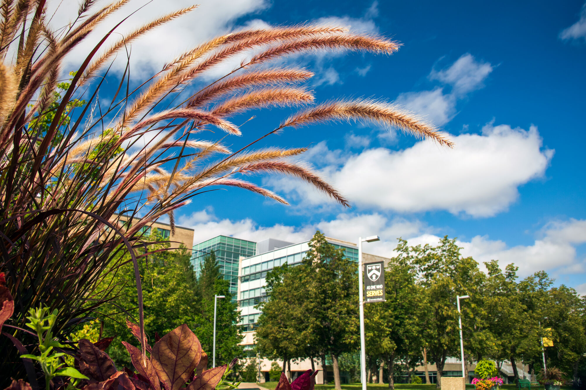 wheat sheef in front of campus