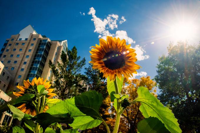 Campus scenic with sunflowers