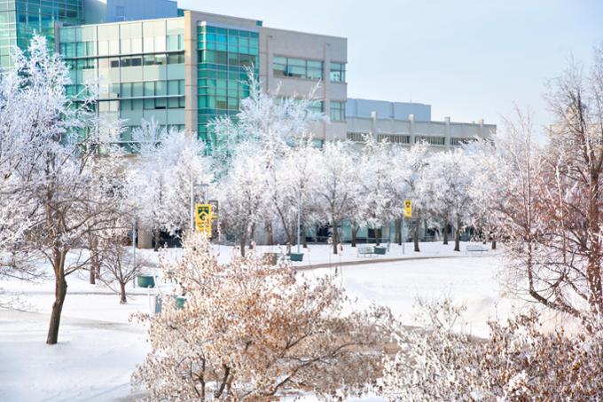 Walkway with frosted trees in winter
